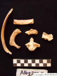 L_V20d5069 A16q202.4 R827 lR ta human bones in q-lot.JPG L_V20d5069 A16q202.4 R827 lR ta human bones in q-lot